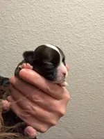 Male 2, a male Chihuahua for sale in Portland, OR – Photo 4 of 10