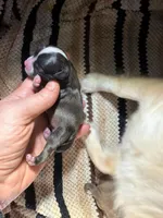 Male 2, a male Chihuahua for sale in Portland, OR – Photo 6 of 10