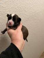 Male 2, a male Chihuahua for sale in Portland, OR – Photo 1 of 10