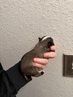 Male 2, a male Chihuahua for sale in Portland, OR – Photo 5 of 10