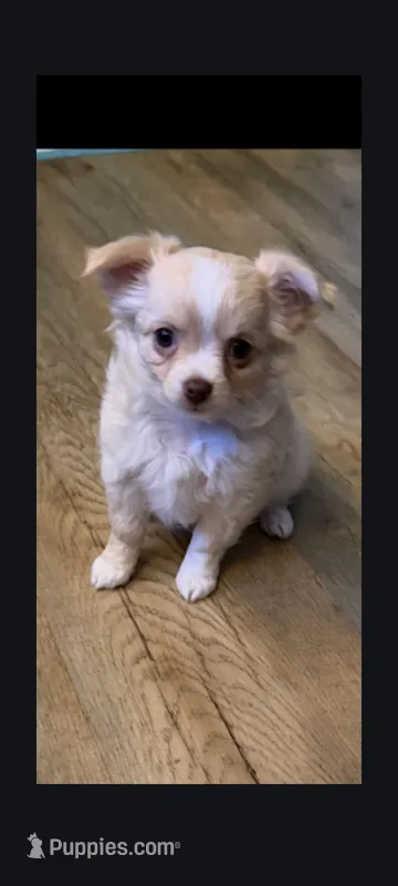 Cream Female – Chihuahua puppy for sale in Portland, OR