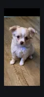 Cream Female, a female Chihuahua for sale in Portland, OR – 1 of 2