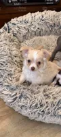 Cream Female, a female Chihuahua for sale in Portland, OR – 2 of 2