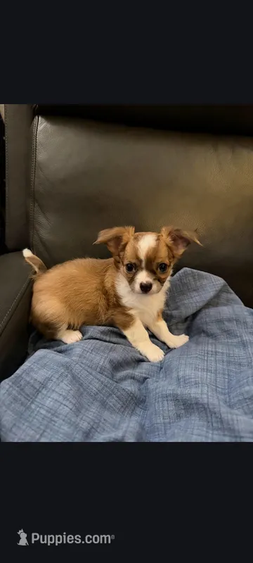Male 1 – Chihuahua puppy for sale in Portland, OR