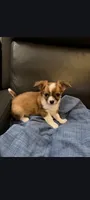 Male 1, a male Chihuahua for sale in Portland, OR – 1 of 7