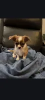 Male 1, a male Chihuahua for sale in Portland, OR – 2 of 7