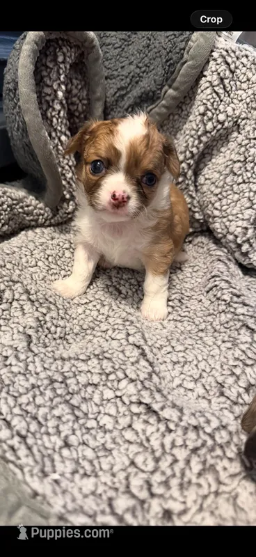 Male 1 – Chihuahua puppy for sale in Portland, OR