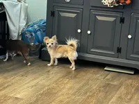 Male 1, a male Chihuahua for sale in Portland, OR – Photo 5 of 5