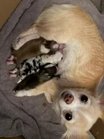 Male 1, a male Chihuahua for sale in Portland, OR – Photo 4 of 5