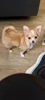 Female 1, a female Chihuahua for sale in Portland, OR – 3 of 3