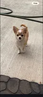 Female 1, a female Chihuahua for sale in Portland, OR – 2 of 3