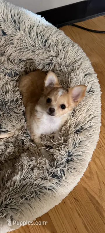 Female 1 – Chihuahua puppy for sale in Portland, OR