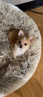 Female 1, a female Chihuahua for sale in Portland, OR – 1 of 3