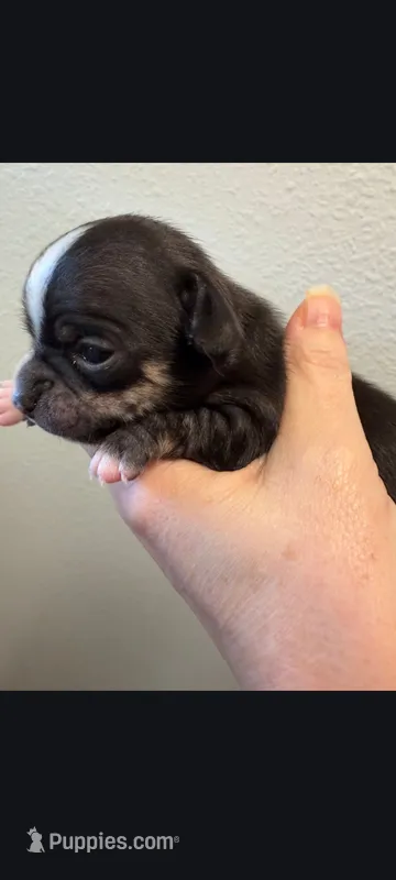Male 2 – Chihuahua puppy for sale in Portland, OR