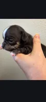 Male 2, a male Chihuahua for sale in Portland, OR – 1 of 3