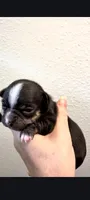 Male 2, a male Chihuahua for sale in Portland, OR – 3 of 3