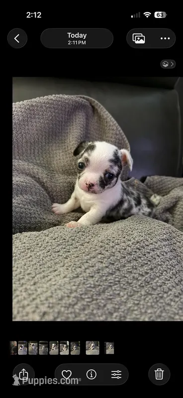 Female 1, a female Chihuahua for sale in Portland, OR – Photo 1 of 4