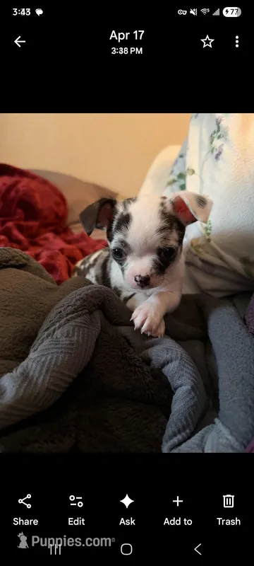 Female 1 – Chihuahua puppy on hold in Portland, OR