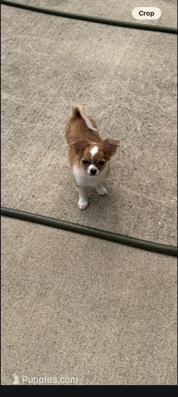 Male 1 – Chihuahua puppy for sale in Portland, OR