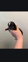 Male 2, a male Chihuahua for sale in Portland, OR – 2 of 3