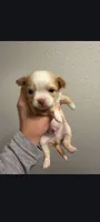 Male 3, a male Chihuahua for sale in Portland, OR – 1 of 2