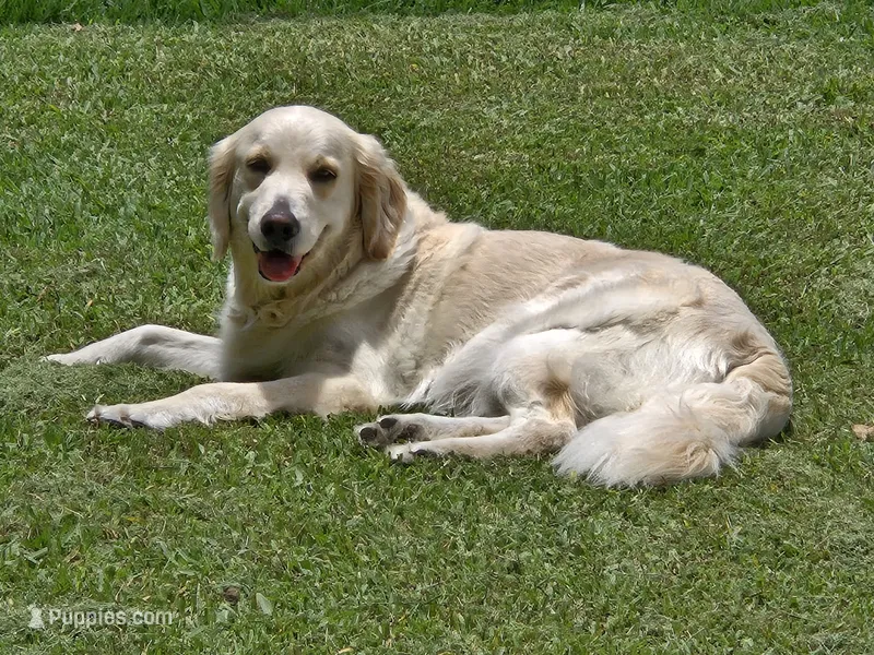 E – English Cream Golden Retriever puppy for sale in Daytona Beach, FL