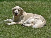 E, a female English Cream Golden Retriever for sale in Daytona Beach, FL – 1 of 1