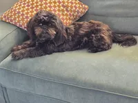 Midnight, a male Shih Tzu for sale in Daytona Beach, FL – Photo 4 of 6