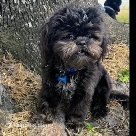 Midnight, a male Shih Tzu for sale in Daytona Beach, FL – Photo 2 of 6