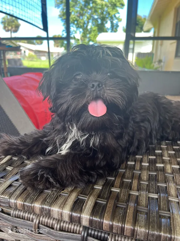 Midnight – Shih Tzu puppy for sale in Daytona Beach, FL