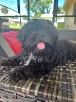 Midnight, a male Shih Tzu for sale in Daytona Beach, FL – Photo 3 of 6