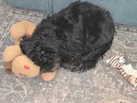 Midnight, a male Shih Tzu for sale in Daytona Beach, FL – Photo 5 of 6