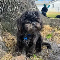 Midnight, a male Shih Tzu for sale in Daytona Beach, FL – Photo 1 of 6
