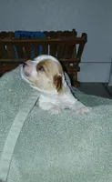June, a female Cavapoo for sale in Edgewater, FL – Photo 3 of 6