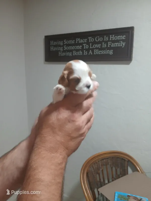 June, a female Cavapoo for sale in Edgewater, FL – Photo 1 of 6
