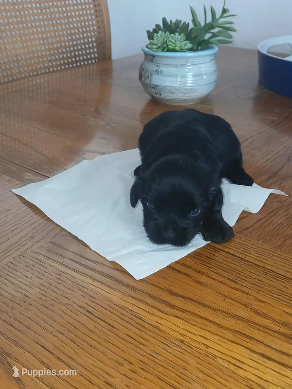 Hank, a male Cavapoo for sale in Edgewater, FL – Photo 1 of 7