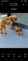 Hank, a male Cavapoo for sale in Edgewater, FL – Photo 7 of 7