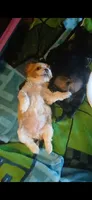 June, a female Cavapoo for sale in Edgewater, FL – 4 of 8