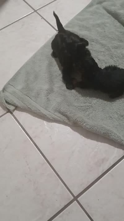 Frankie, a male Cavapoo for sale in Edgewater, FL – 4 of 8