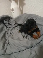 Frankie, a male Cavapoo for sale in Edgewater, FL – 6 of 8