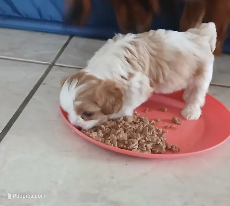 June – Cavapoo puppy for sale in Edgewater, FL