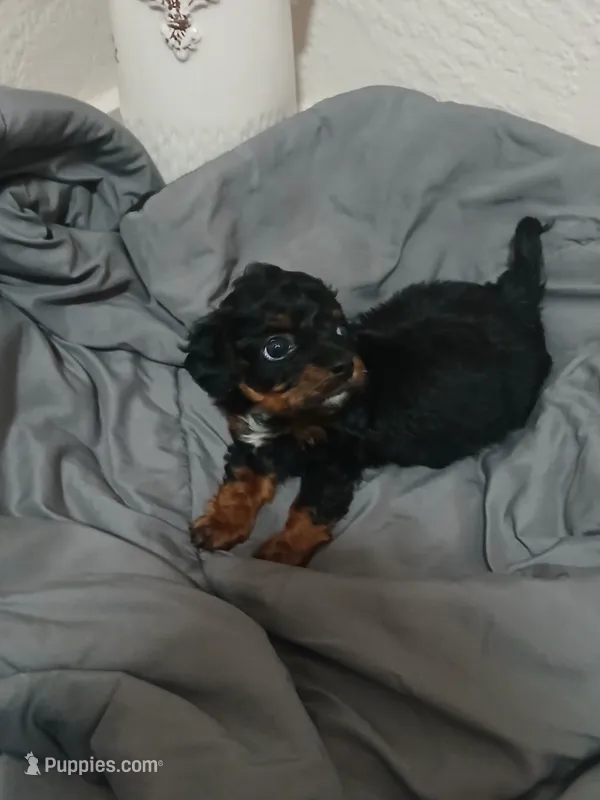 Frankie – Cavapoo puppy for sale in Edgewater, FL