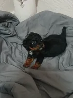 Frankie, a male Cavapoo for sale in Edgewater, FL – 1 of 8