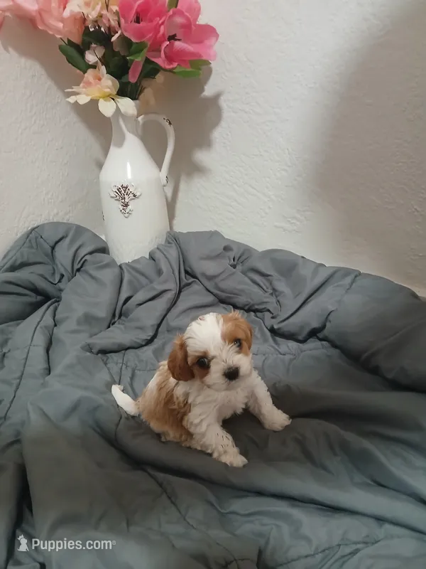 June – Cavapoo puppy for sale in Edgewater, FL