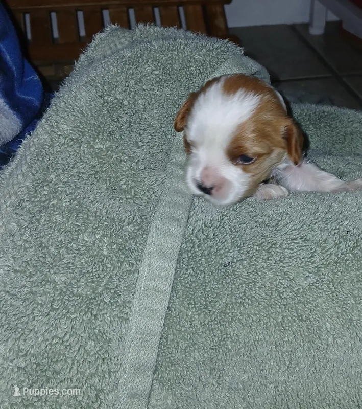 Jill, a female Cavapoo for sale in Edgewater, FL – Photo 1 of 9