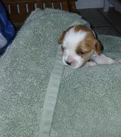 Jill, a female Cavapoo for sale in Edgewater, FL – Photo 1 of 9