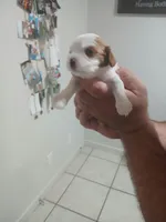 Jill, a female Cavapoo for sale in Edgewater, FL – Photo 2 of 9