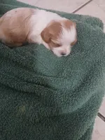 Jill, a female Cavapoo for sale in Edgewater, FL – Photo 9 of 9