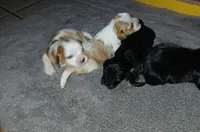 Jill, a female Cavapoo for sale in Edgewater, FL – Photo 4 of 9