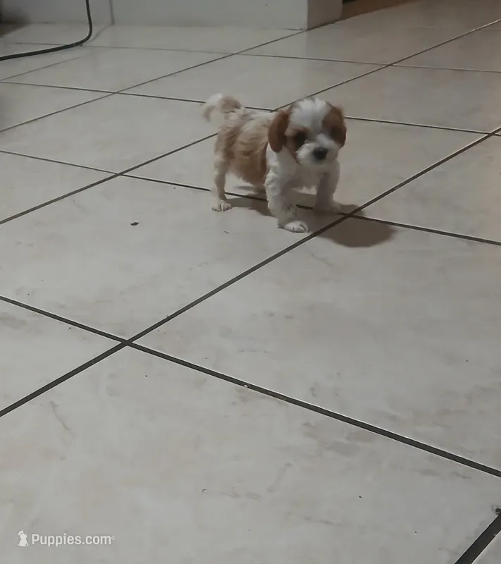 June – Cavapoo puppy for sale in Edgewater, FL